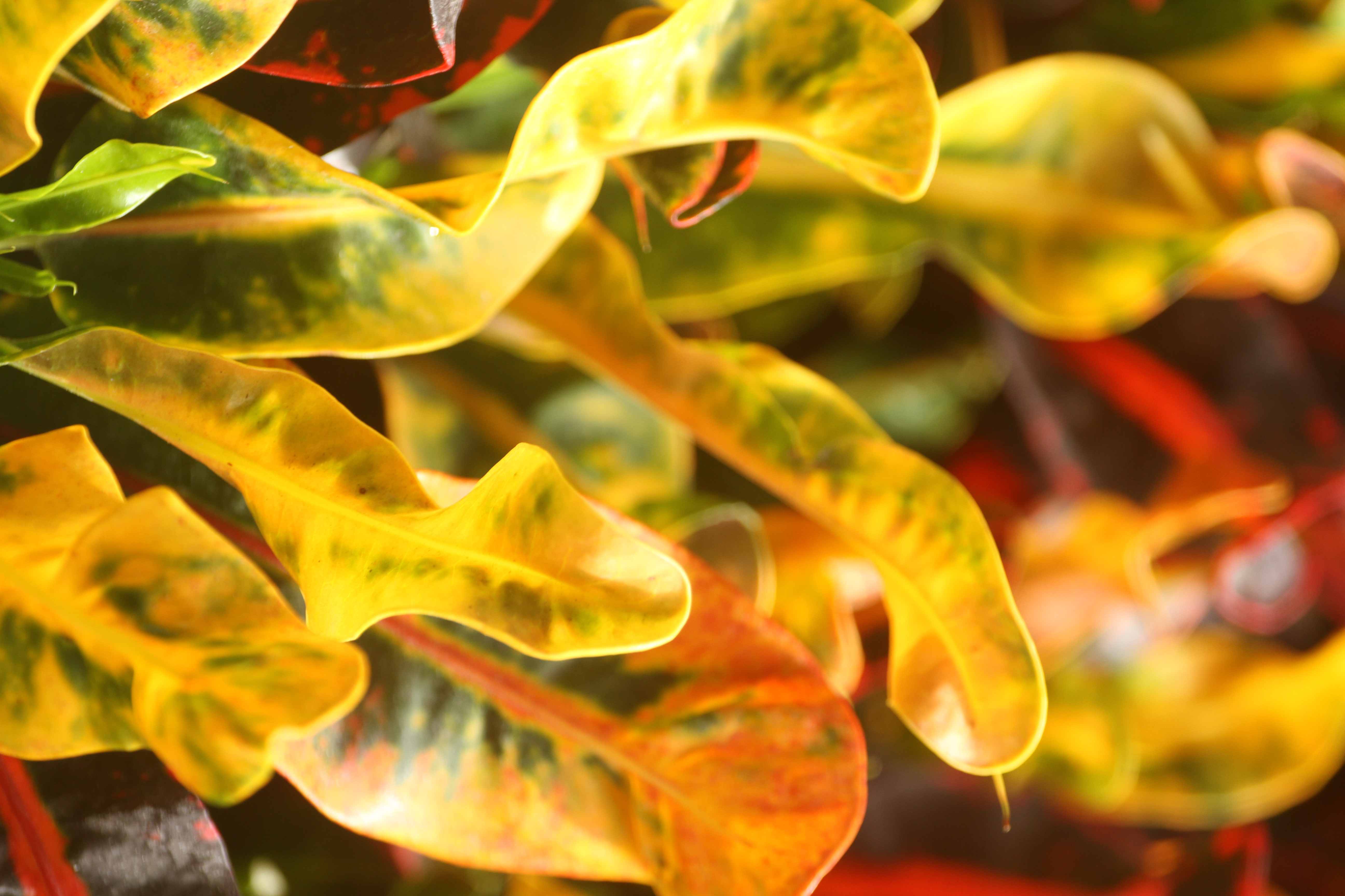 Оранжевый и зелёный: природная гармония